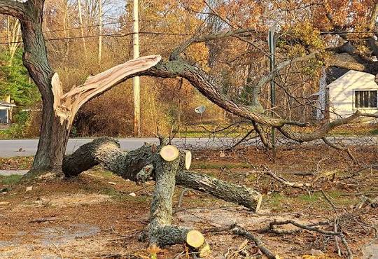 Emergency tree services